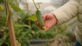 Little girl touching cucumber in greenhouse. Botanical cultivation garden growth vegetable plant plantation farming Royalty Free Stock Photo