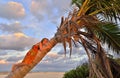 Little girl at tropical beach sitting on palm tree. Royalty Free Stock Photo