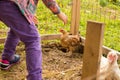 Little Girl Try To Catch A Chicken  Close Up Royalty Free Stock Photo