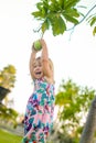 Little girl trying to get a pomello from the tree Royalty Free Stock Photo