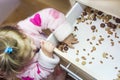 Little girl and various seeds Royalty Free Stock Photo