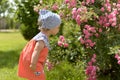 Little girl in walking in the garden, sniffing pink roses.