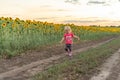 A little girl walks along a dirt road next to a field of sunflowers Royalty Free Stock Photo