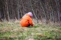 Little girl walks outdoors. Happy child in countryside. Early spring.