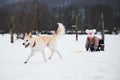 Half breed shepherd and Husky gets along well with child. Winter holidays in village in fresh air. Little girl in warm knitted hat