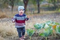 little girl in warm sweater stands by unripe cabbage and picks cabbage leaves. child helps to harvest