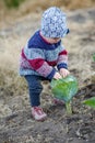 little girl in warm sweater stands by unripe cabbage and picks cabbage leaves. child helps to harvest