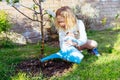 Little girl watering blooming tree with watering pot in the garden. Kid helping her parents to take care of plants. Grow fruits in Royalty Free Stock Photo