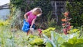 Little girl is watering cabbage from watering can in the kitchen garden. Royalty Free Stock Photo