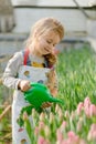 Little girl watering flowers in a greenhouse. Royalty Free Stock Photo