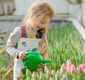 Little girl watering flowers in a greenhouse. Royalty Free Stock Photo