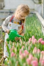 Little girl watering flowers in a greenhouse Royalty Free Stock Photo