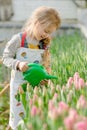 Little girl watering flowers in a greenhouse Royalty Free Stock Photo