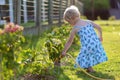 Little girl watering plants in the garden Royalty Free Stock Photo