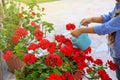 Little girl watering red flowers on backyard. Home gardening Royalty Free Stock Photo