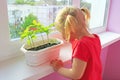 Little girl watering young plants in pot. Sandy desert behind window of room where little girl living Royalty Free Stock Photo