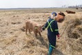 Little girl with a new born calf Royalty Free Stock Photo