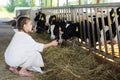 Little girl in white coat feeds of hay small Royalty Free Stock Photo