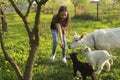 Little girl and white domestic goat with little goats in the meadow on a sunny day in summer close-up Royalty Free Stock Photo