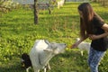 Little girl and white domestic goat with little goats in the meadow on a sunny day in summer close-up Royalty Free Stock Photo