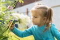 Little girl 4 years old in a blue dress with wariness looks at a peony flower