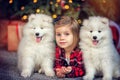 Little girl 4 years old playing with two fluffy Samoyed puppies. Chaidhood, winter, people, Chrictmas concept. Caucasian child