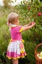 Little girl years to pick apples