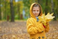 Little girl in yellow coat collects yellow maple leaves Royalty Free Stock Photo