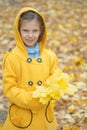Little girl in yellow coat collects yellow maple leaves Royalty Free Stock Photo