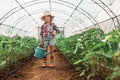 Little girl, young farmer with colorful boots touching tomato plants leaves in greenhouse Royalty Free Stock Photo