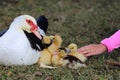 Petting Ducklings