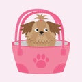 Little glamour tan Shih Tzu dog in the bag.