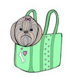 Little glamour tan Shih Tzu dog in the neon mint bag. Vector illustration.