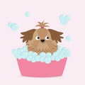 Little glamour tan Shih Tzu dog taking a bubble