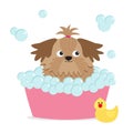 Little glamour tan Shih Tzu dog taking a bubble bath. Yellow duck bird toy. Cute cartoon baby character. Flat design. White backgr Royalty Free Stock Photo