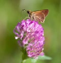 Little Glassywing Skipper