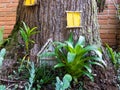 Little gnome house on a tree.