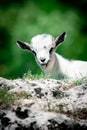 Little goat Royalty Free Stock Photo