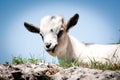 Little goat Royalty Free Stock Photo