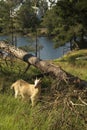 The little goat. Royalty Free Stock Photo