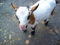 Little goat with cute look