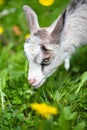 Little goat eats grass on a green lawn Royalty Free Stock Photo