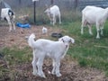 Little goat grazes with family