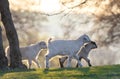 Little goat and his brothers walking on meadow at sunset Royalty Free Stock Photo