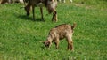 Little goat kid grazing on wild grass field, ovine animal breeding farm