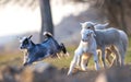 Little goat and lambs running and jumping Royalty Free Stock Photo