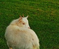 Little goat in the meadow Royalty Free Stock Photo