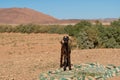 Little goat in the middle of the desert with a blanket on the ground Royalty Free Stock Photo