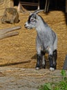 Little goat plays in country barn.