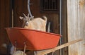 Little goat plays in a red wheel barrow. Royalty Free Stock Photo